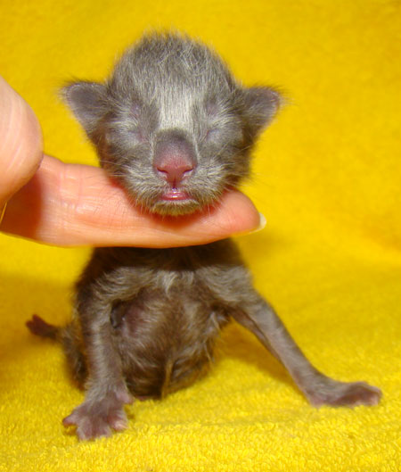 ���� ��� ������� ��������� Catsvill County!  ���� ����! ������ ������ ���� ���! ���� ��� ������ ������ � ����� ����!!! �������� ���� ����� Catsvill County +7-926-544-74-09  ���� ��� �������� ������. ���� ��� ������, ���� ��� �������, ���� ��� ������,  ���� ��� ����, ���� ��� ��������, ���� ����,  ������ ������ ���� ���,  ������ ����-����, ����� ������� ������ �����, ����� ����� ������!